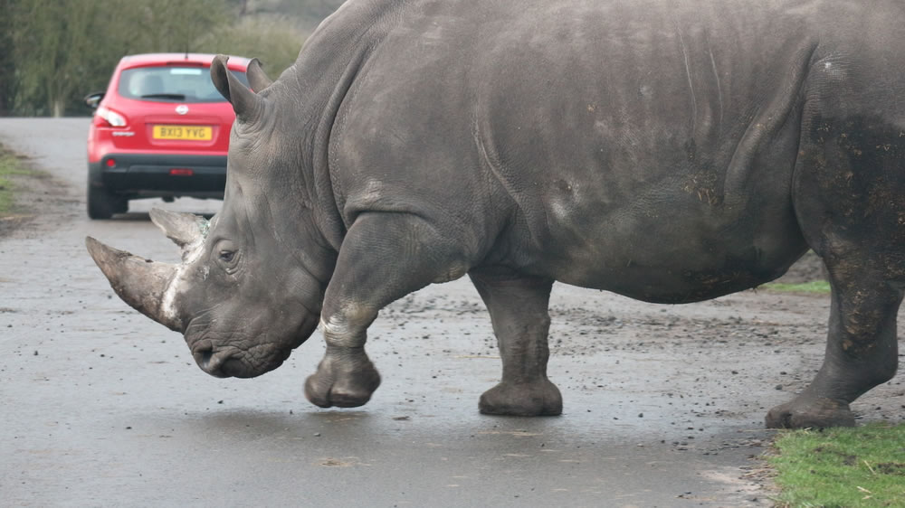 resized_rhino Question Image